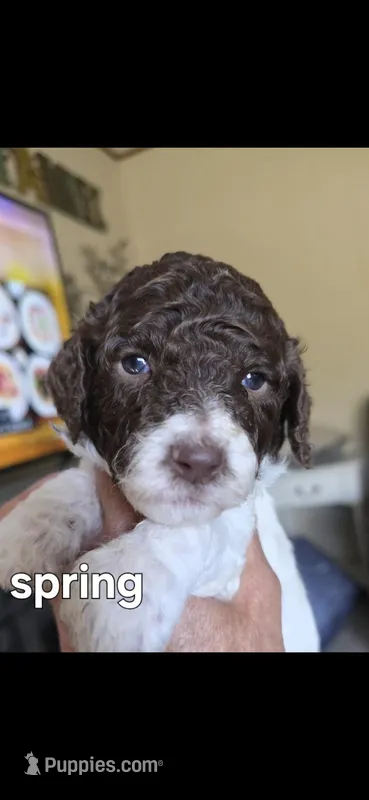 Spring – Poodle - Multi-Colored Standard puppy for sale in Columbia Falls, MT