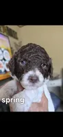 Spring, a female Poodle - Multi-Colored Standard for sale in Columbia Falls, MT – 6 of 8