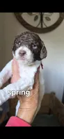 Spring, a female Poodle - Multi-Colored Standard for sale in Columbia Falls, MT – 5 of 8