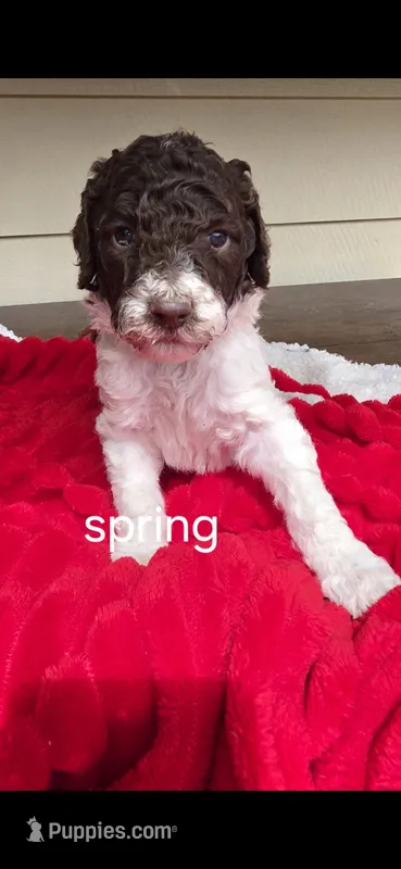 Spring – Poodle - Multi-Colored Standard puppy for sale in Columbia Falls, MT
