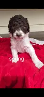 Spring, a female Poodle - Multi-Colored Standard for sale in Columbia Falls, MT – 4 of 8