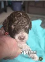 Spring, a female Poodle - Multi-Colored Standard for sale in Columbia Falls, MT – Photo 2 of 2
