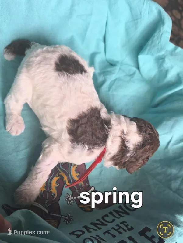 Spring – Poodle - Multi-Colored Standard puppy for sale in Columbia Falls, MT