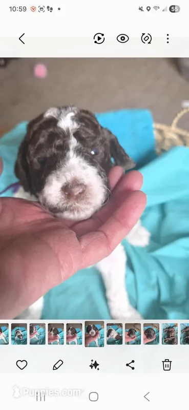 Jazzy – Poodle - Multi-Colored Standard puppy on hold in Columbia Falls, MT