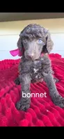 Bonnet, a female Poodle - Standard  for sale in Columbia Falls, MT – 2 of 4