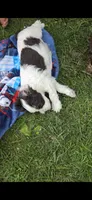 Dagwood, a male Cocker Spaniel and Poodle - Miniature  for sale in Columbia Falls, MT – 2 of 4