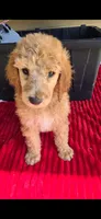 Chick, a female Poodle - Standard  for sale in Columbia Falls, MT – 3 of 8