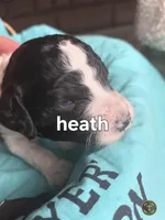 Heath, a male Poodle - Multi-Colored Standard for sale in Columbia Falls, MT – Photo 2 of 3