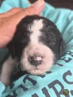 Heath, a male Poodle - Multi-Colored Standard for sale in Columbia Falls, MT – Photo 3 of 3