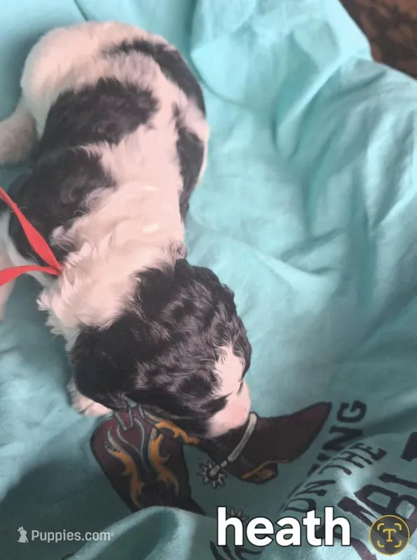 Heath – Poodle - Multi-Colored Standard puppy for sale in Columbia Falls, MT