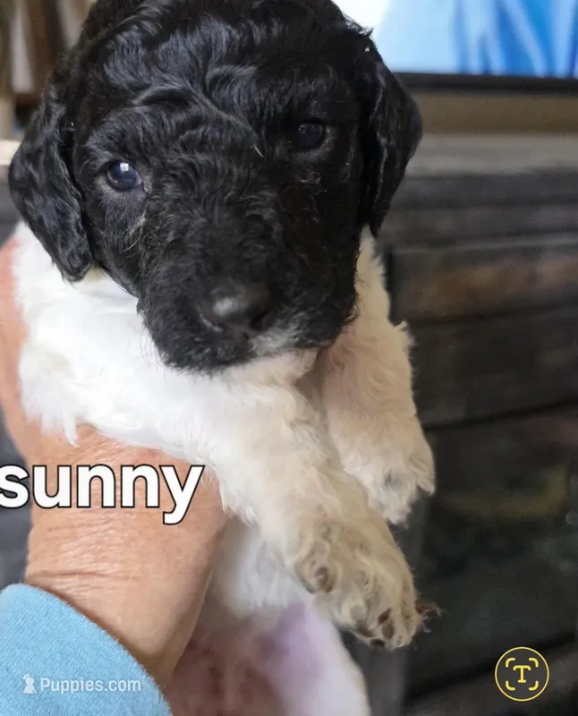Sunny – Poodle - Multi-Colored Standard puppy for sale in Columbia Falls, MT