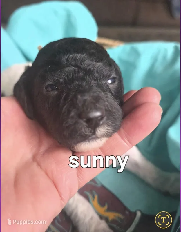Sunny – Poodle - Multi-Colored Standard puppy for sale in Columbia Falls, MT