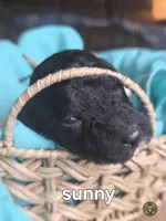 Sunny, a female Poodle - Multi-Colored Standard for sale in Columbia Falls, MT – Photo 3 of 3