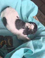 Sunny, a female Poodle - Multi-Colored Standard for sale in Columbia Falls, MT – Photo 2 of 3