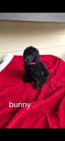 Bunny, a female Poodle - Standard  for sale in Columbia Falls, MT – 3 of 3