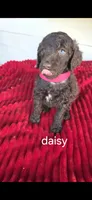 Daisy, a female Poodle - Standard  for sale in Columbia Falls, MT – 3 of 5