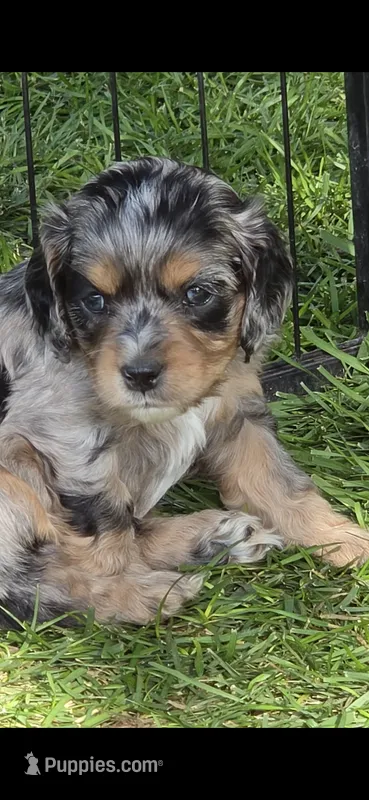 BEASLEY – Cocker Spaniel, Poodle - Miniature  puppy for sale in Columbia Falls, MT