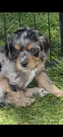 BEASLEY, a male Cocker Spaniel and Poodle - Miniature  for sale in Columbia Falls, MT – 1 of 5