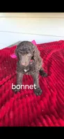 Bonnet, a female Poodle - Standard  for sale in Columbia Falls, MT – 3 of 4