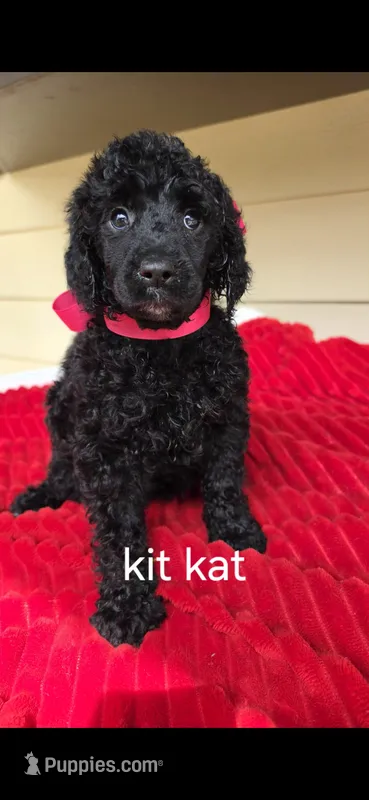 Kit kat – Poodle - Standard  puppy for sale in Columbia Falls, MT