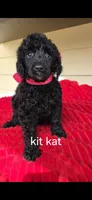 Kit kat, a female Poodle - Standard  for sale in Columbia Falls, MT – 1 of 6