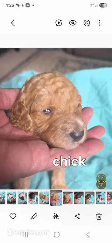 Chick – Poodle - Standard  puppy for sale in Columbia Falls, MT