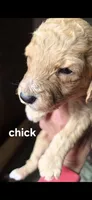 Chick, a female Poodle - Standard  for sale in Columbia Falls, MT – 7 of 8