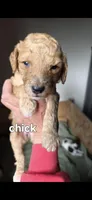 Chick, a female Poodle - Standard  for sale in Columbia Falls, MT – 8 of 8