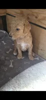 Chick, a female Poodle - Standard  for sale in Columbia Falls, MT – 5 of 8