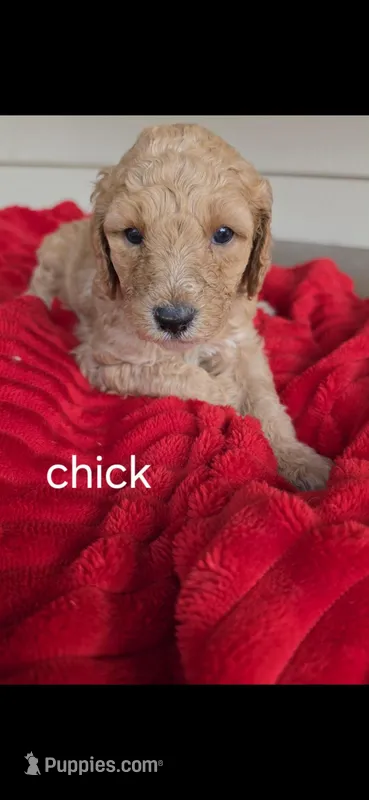 Chick – Poodle - Standard  puppy for sale in Columbia Falls, MT