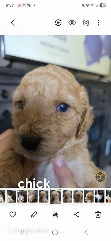 Chick – Poodle - Standard  puppy for sale in Columbia Falls, MT