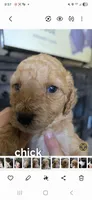 Chick, a female Poodle - Standard  for sale in Columbia Falls, MT – 6 of 8