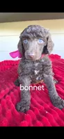 Bonnet, a female Poodle - Standard  for sale in Columbia Falls, MT – 4 of 4