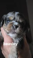 BEASLEY, a male Cocker Spaniel and Poodle - Miniature  for sale in Columbia Falls, MT – 3 of 5