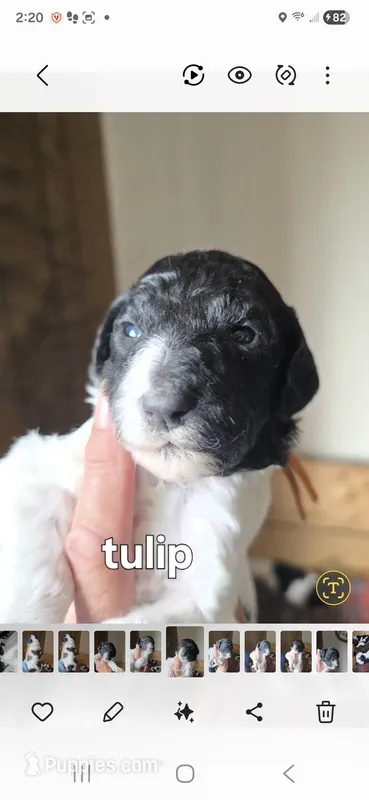 Tulip – Poodle - Standard  puppy for sale in Columbia Falls, MT