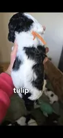 Tulip, a female Poodle - Standard  for sale in Columbia Falls, MT – 6 of 7