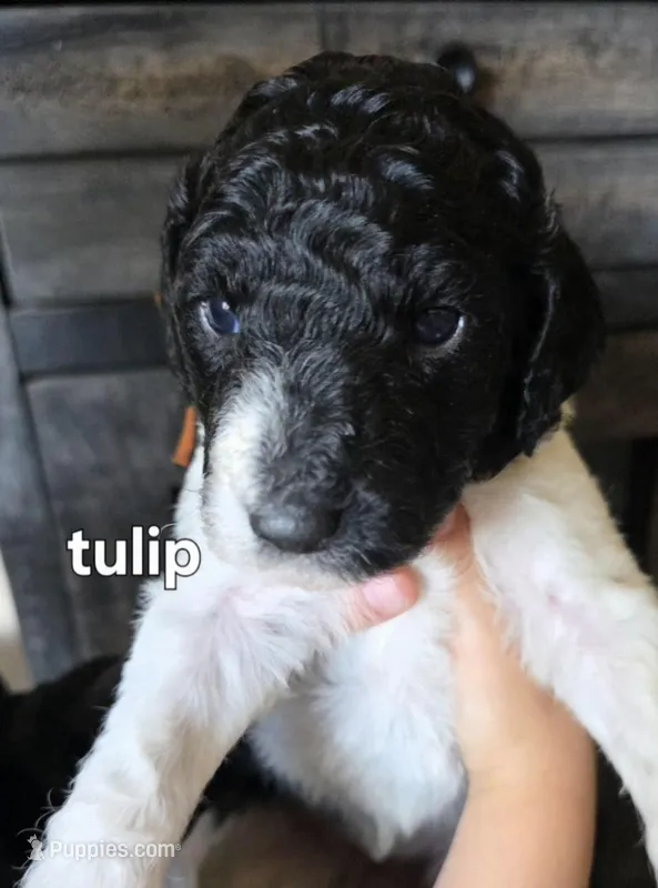 Tulip – Poodle - Standard  puppy for sale in Columbia Falls, MT
