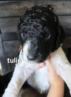 Tulip, a female Poodle - Standard  for sale in Columbia Falls, MT – 5 of 7