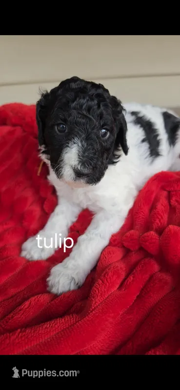 Tulip – Poodle - Standard  puppy for sale in Columbia Falls, MT