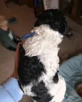 Big Hunk, a male Poodle - Multi-Colored Standard for sale in Columbia Falls, MT – Photo 2 of 2