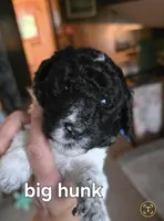 Big Hunk, a male Poodle - Multi-Colored Standard for sale in Columbia Falls, MT – Photo 1 of 2