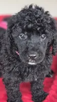Kit kat, a female Poodle - Standard  for sale in Columbia Falls, MT – 6 of 6