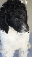 Tulip, a female Poodle - Standard  for sale in Columbia Falls, MT – 7 of 7
