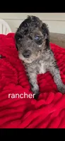 Rancher, a male Poodle - Multi-Colored Standard for sale in Columbia Falls, MT – 5 of 7