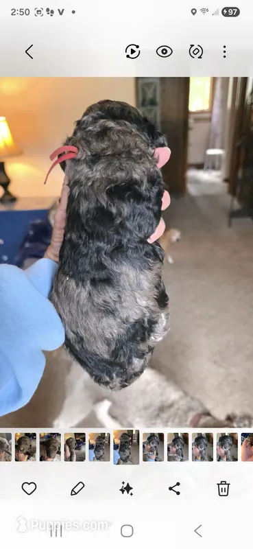 Rancher – Poodle - Multi-Colored Standard puppy for sale in Columbia Falls, MT