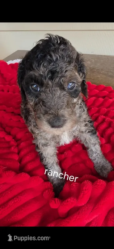 Rancher – Poodle - Multi-Colored Standard puppy for sale in Columbia Falls, MT