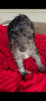 Rancher, a male Poodle - Multi-Colored Standard for sale in Columbia Falls, MT – 3 of 7