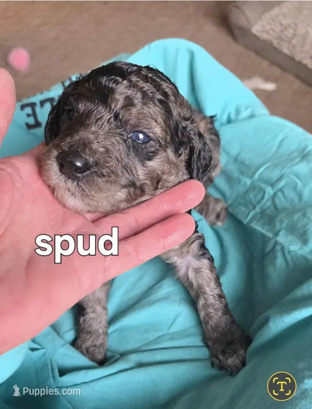 Spud – Poodle - Multi-Colored Standard puppy for sale in Columbia Falls, MT
