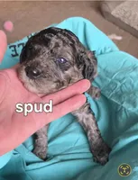 Spud, a male Poodle - Multi-Colored Standard for sale in Columbia Falls, MT – Photo 1 of 3