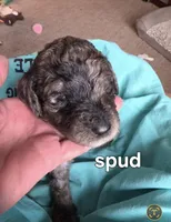 Spud, a male Poodle - Multi-Colored Standard for sale in Columbia Falls, MT – Photo 2 of 3